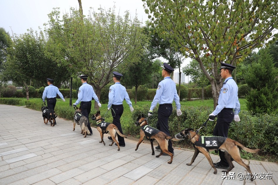 【向人民报告】数说2020，清水公安这份成绩单请您查收！(图9)