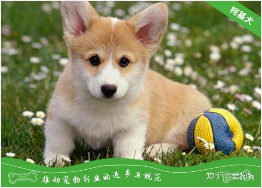 柯基犬价格多少钱一只？柯基犬报价(图1)