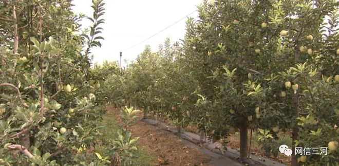 新闻特写：绿色“峰”碑(图2)