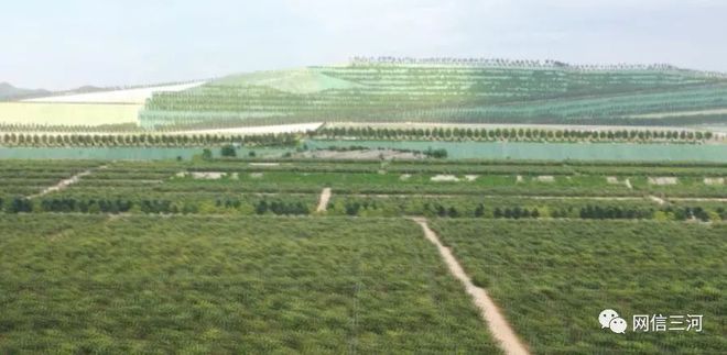 新闻特写：绿色“峰”碑(图11)