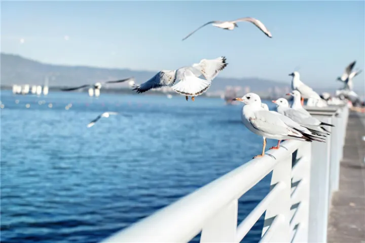 昆明清凤•滇池美岸——滇池边有氧生态住宅，千亩光合公园生活体(图3)