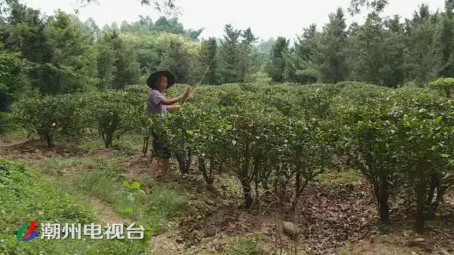 潮州铁铺溪流发黄淤泥堆积,都是洗砂场惹的祸(图4)