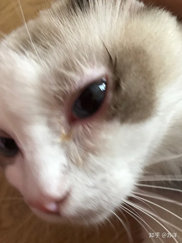 在58同城上买宠物靠谱吗？(图7)