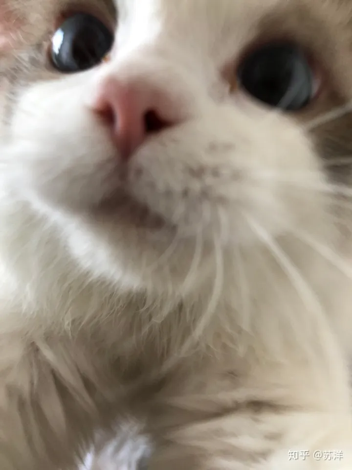 在58同城上买宠物靠谱吗？(图6)