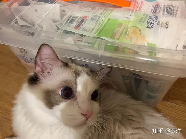 在58同城上买宠物靠谱吗？(图9)