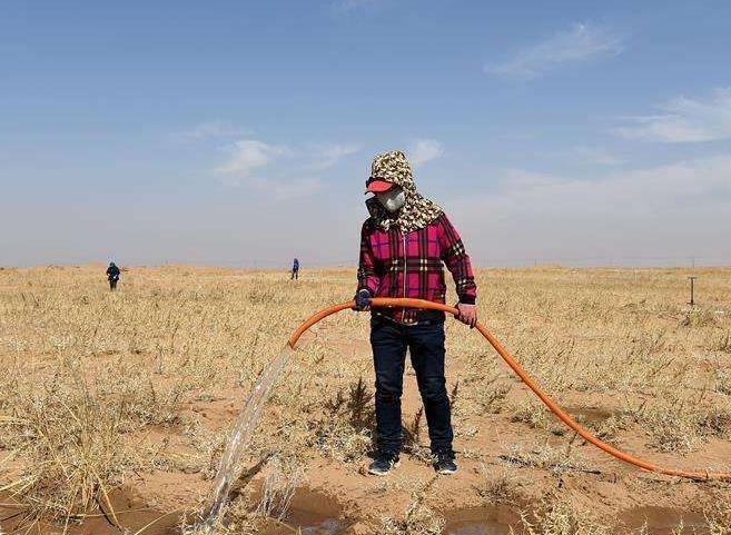 我国发明的“治沙神器”，一天可以吞噬40亩沙漠，效果事半功倍！(图2)