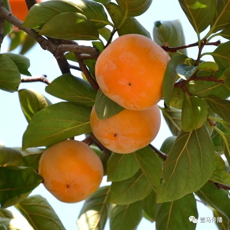 信宜这几个利民项目要来了，总投资达6.52亿！(图9)