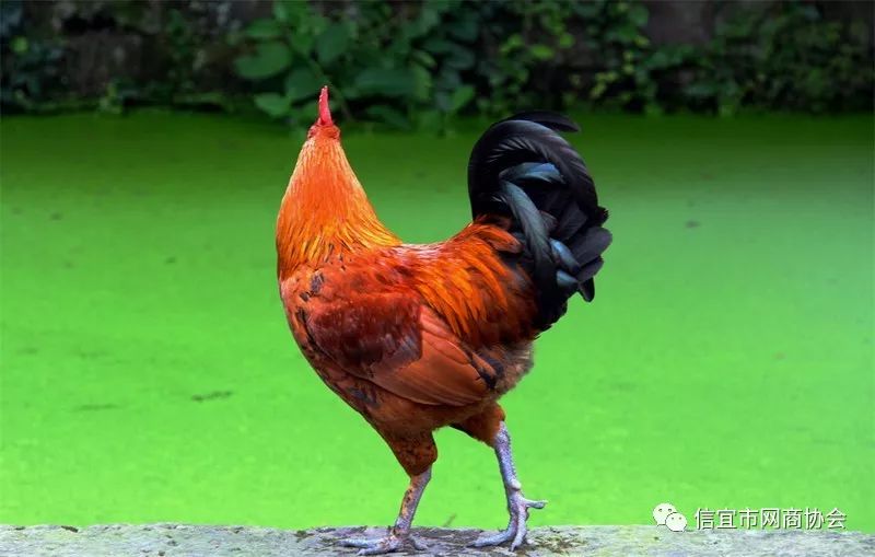 信宜这几个利民项目要来了，总投资达6.52亿！(图13)