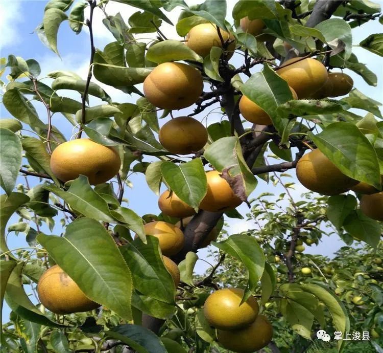 【浚县在线】浚县在线抖音号出新作品了—出售葡萄树—早点设备—黄梨树苗—老板椅...(图11)