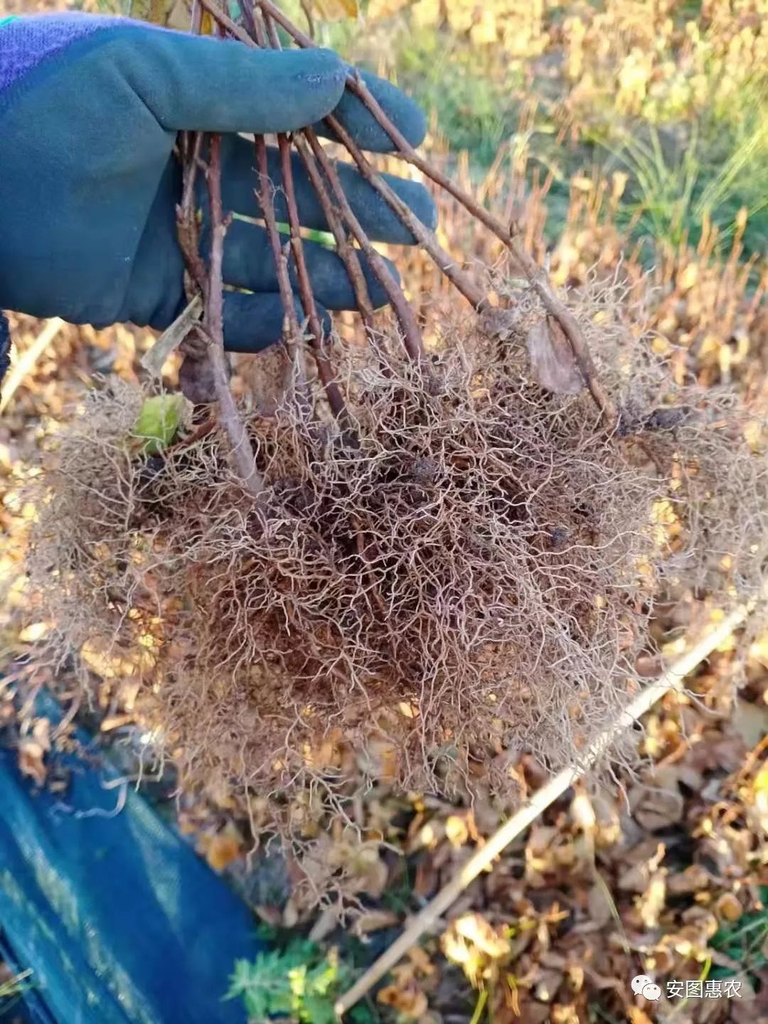 【供求信息】综合(11.11)如您需要发布供求信息，请在文章下方留言(图5)