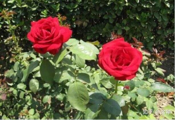 昆明斗南花市营业时间、春节营业时间、斗南花市地址、旅游攻略(图8)