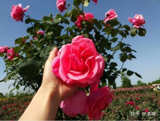 昆明斗南花市营业时间、春节营业时间、斗南花市地址、旅游攻略(图10)